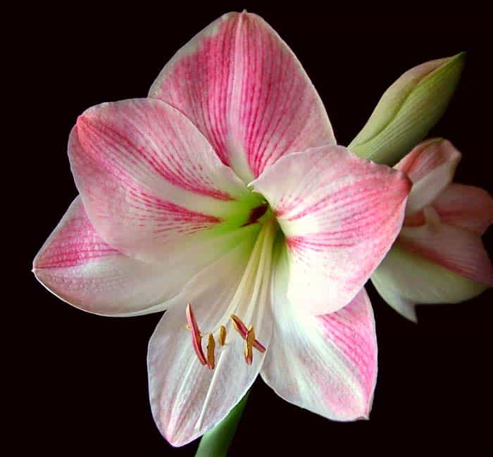 Dutch Amaryllis