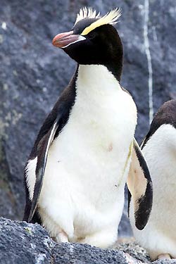 Erect Crested Penguin Erect Crested Penguin