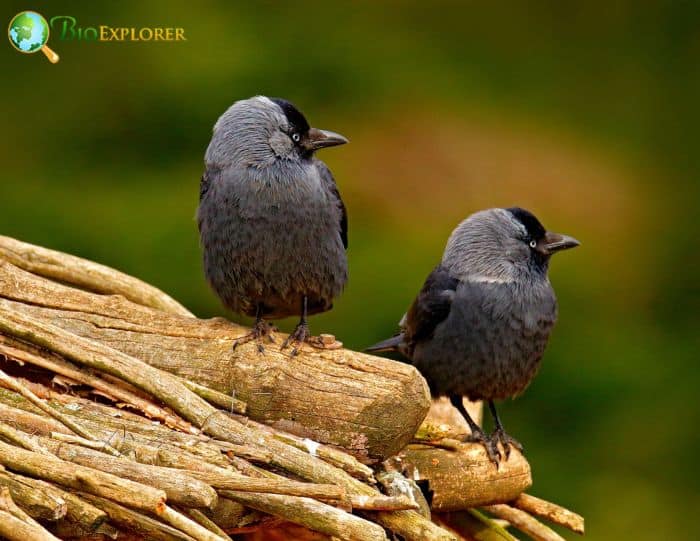 Eurasian Jackdaw marry for social status