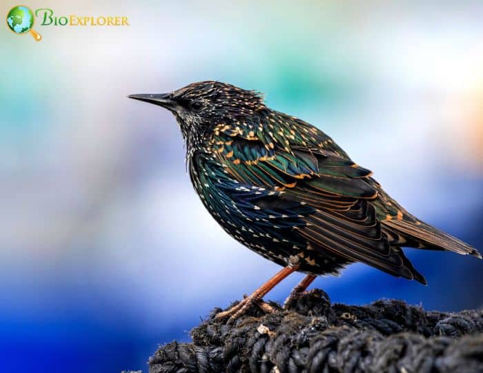 European Starling Undergoes A Process Of Molting