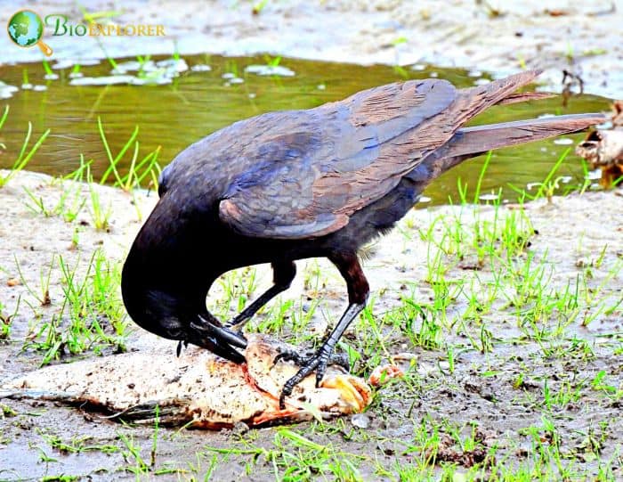 Fish Crows Are Potential Scavengers Fish Crows Are Potential Scavengers