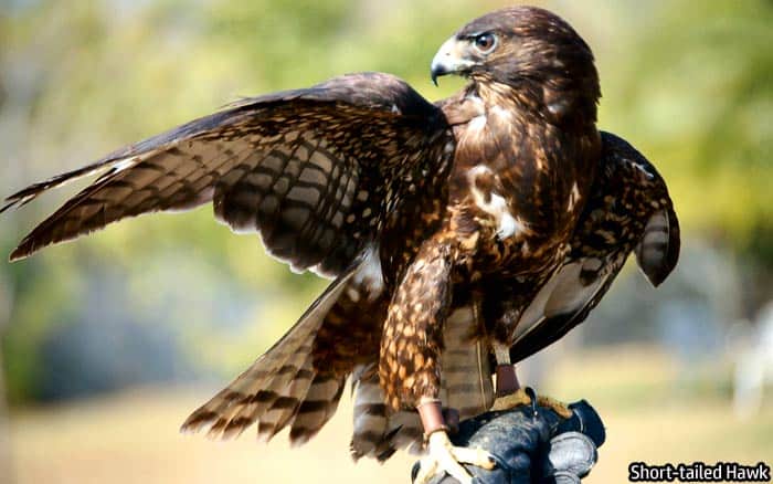 Florida Short Tailed Hawk Florida Short Tailed Hawk