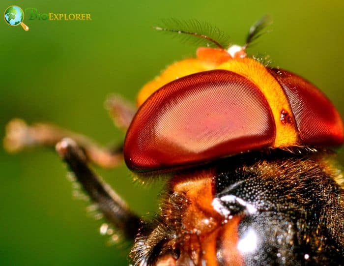 Fly's Eye Fly's Eye