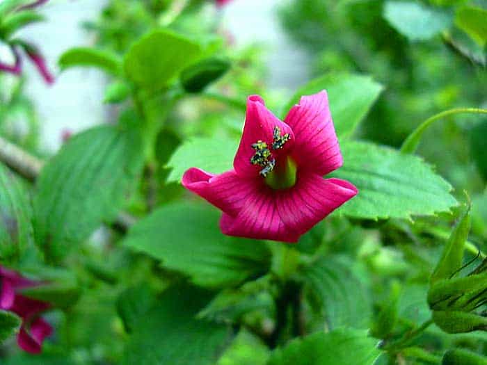 Geranium arboreum Geranium arboreum