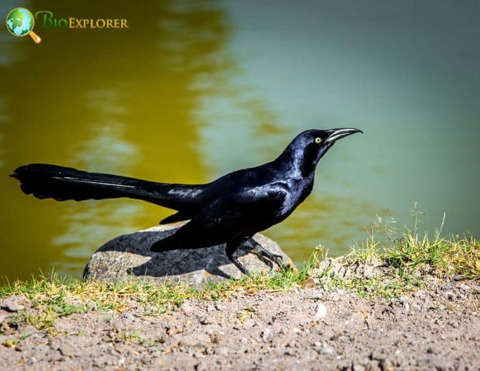 Great Tailed Grackles Are Omnivores Great Tailed Grackles Are Omnivores