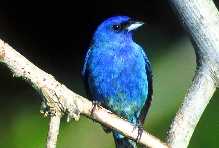 Indigo Bunting Indigo Bunting