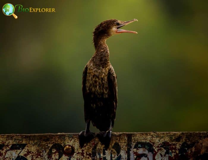 Little Cormorants Are Social Little Cormorants Are Social