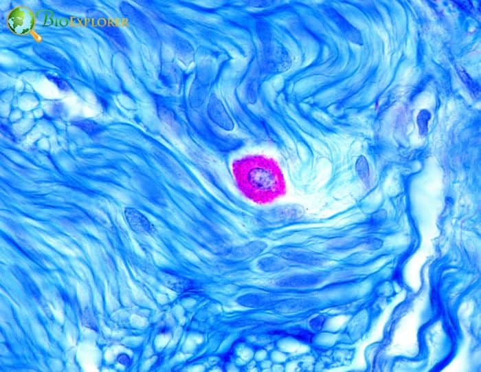 Mast Cells Mast Cells
