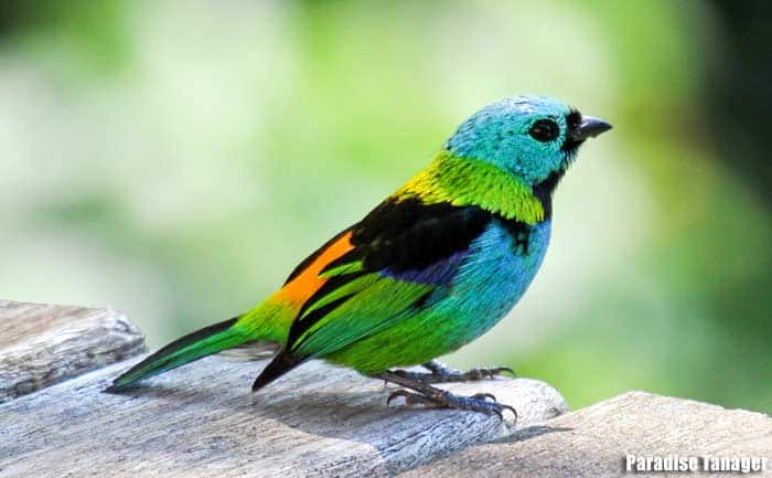 Paradise Tanager