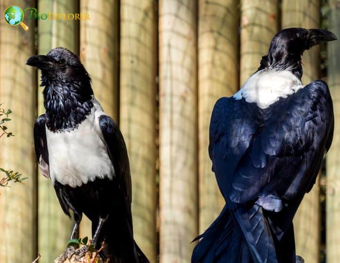 Pied Crows Save Food Pied Crows Save Food