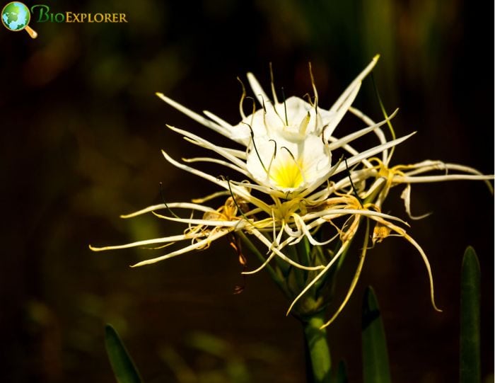 Texas Spiderlily