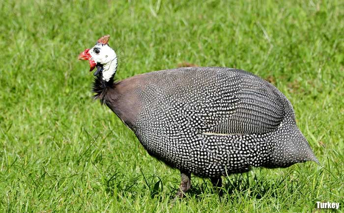 Turkey Turkey