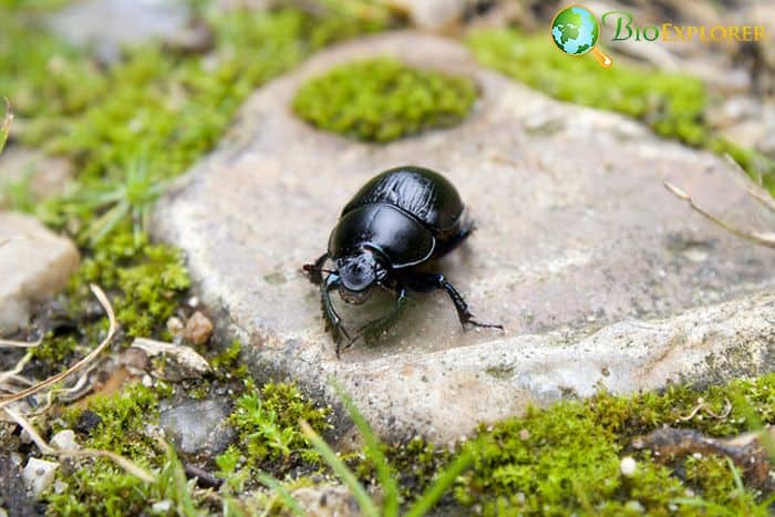 Alaskan Darkling Beetle Alaskan Darkling Beetle