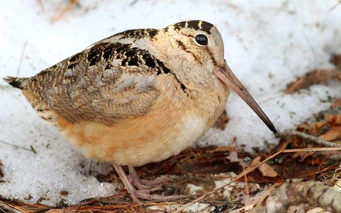 American Woodcock American Woodcock