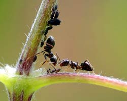 Ants Ants