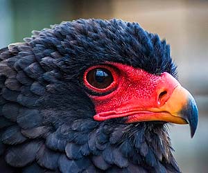 Bateleur Eagle Bateleur Eagle