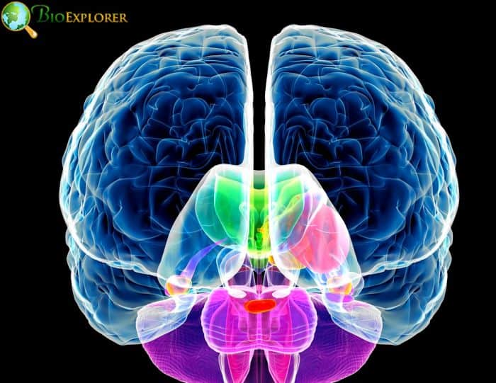 Brain Anatomy Brain Anatomy