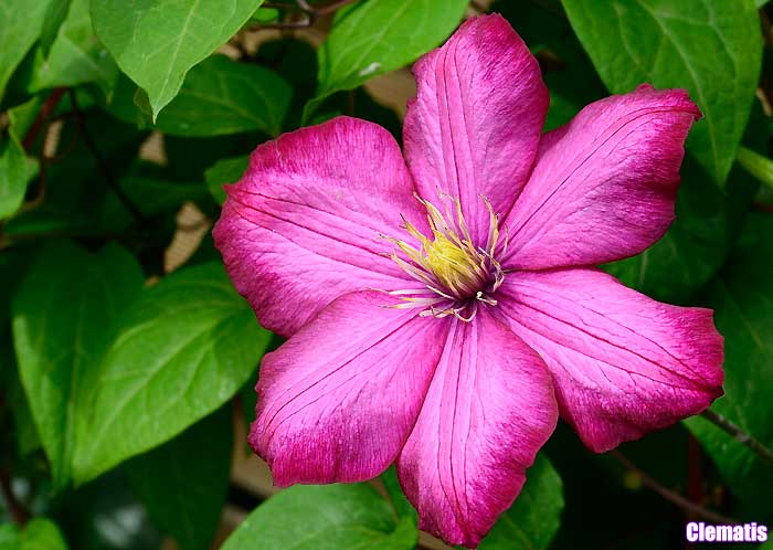 Clematis Clematis