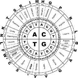 Dna Amino Acid Dna Amino Acid