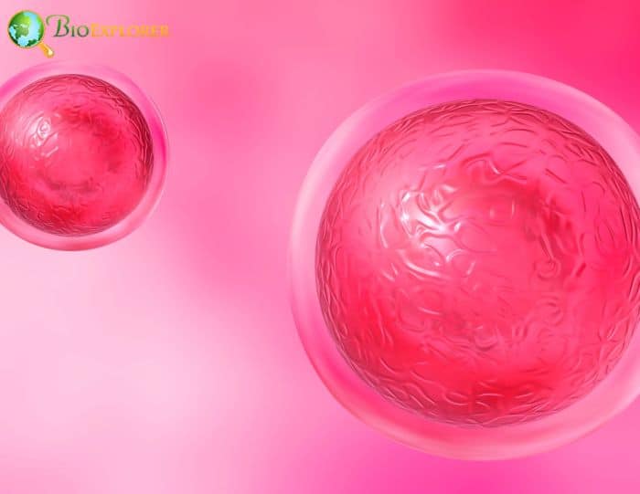 Embryonic Stem Cell Embryonic Stem Cell
