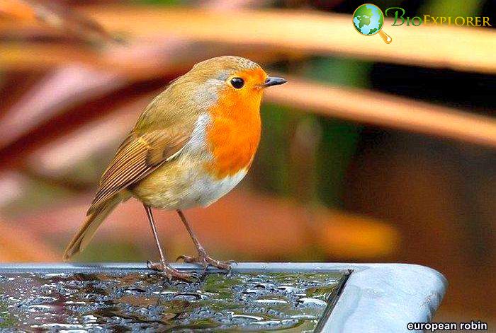 Top 26 Animals With BEST Eyesight (Visual Adaptations) Top 26 Animals With BEST Eyesight (Visual Adaptations)