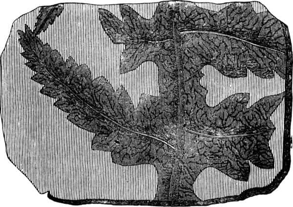 Fern Fossils Fern Fossils