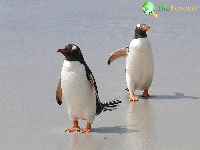 Top 16 Animals with the Best Hearing Top 16 Animals with the Best Hearing