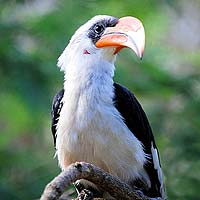 Hornbills