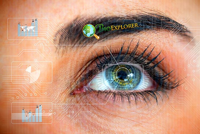 Human Eye Development Human Eye Development