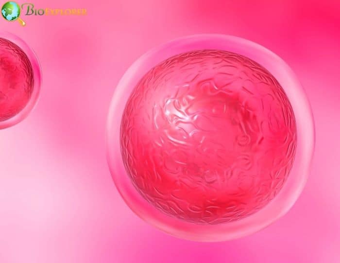 Intestinal Stem Cell Intestinal Stem Cell