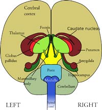left brain and right brain left brain and right brain