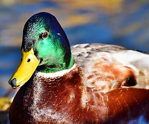 Mallard Wild Duck (Anas platyrhynchos) Mallard Wild Duck (Anas platyrhynchos)