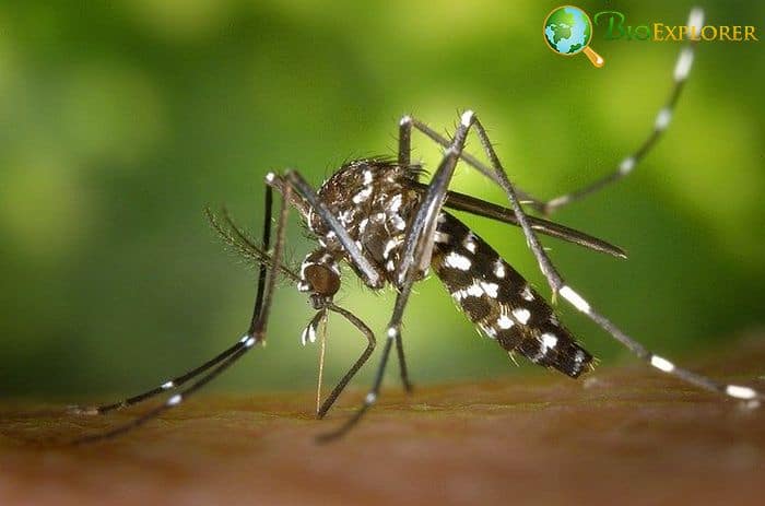 Mosquito Mosquito