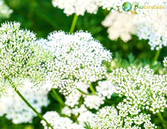 Mountain Parsley Mountain Parsley