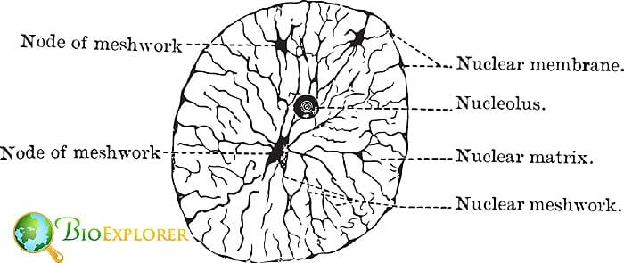 Nucleus Nucleus