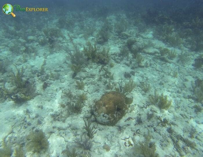 5 Ocean Floor 5 Ocean Floor