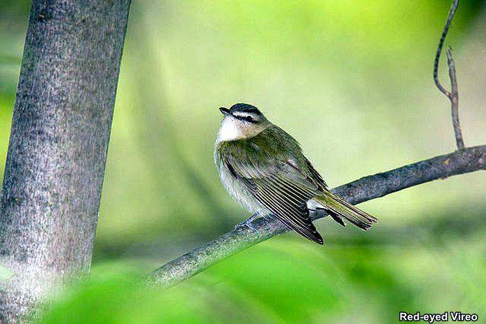 Red-Eyed Vireo Red-Eyed Vireo