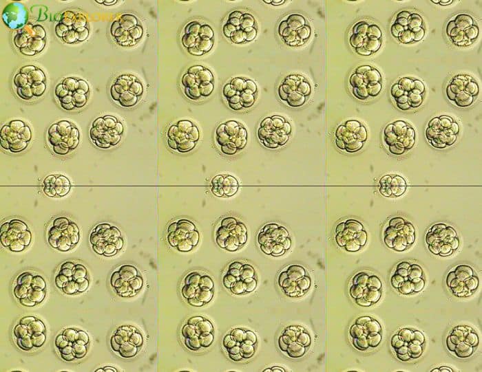 Vitro Fertilization Embryos Vitro Fertilization Embryos