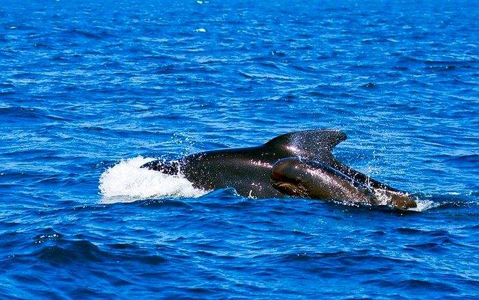 What Do Killer Whales Eat? | What Eats Killer Whales? | BioExplorer.net