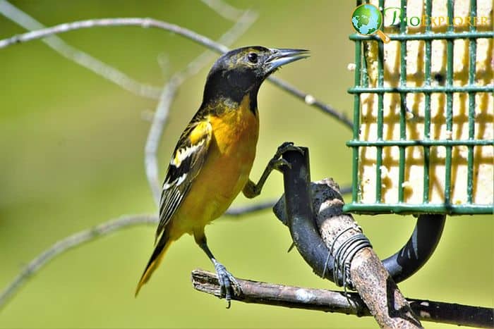 Baltimore Oriole (Bird of Massachusetts) Baltimore Oriole (Bird of Massachusetts)