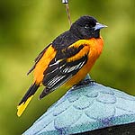 Baltimore Oriole In Massachusetts Baltimore Oriole In Massachusetts