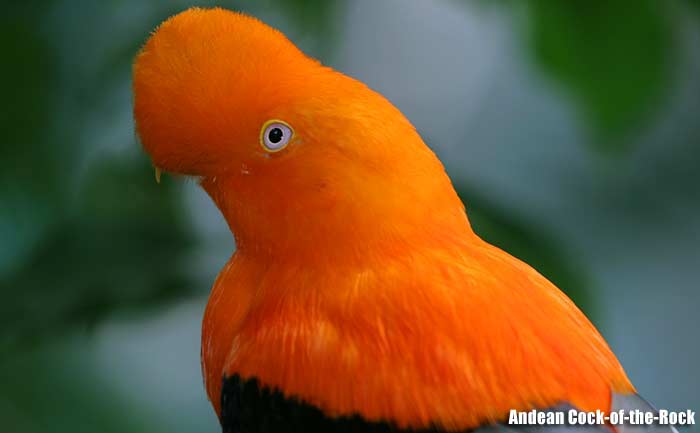 Andean Cock-of-the-Rock