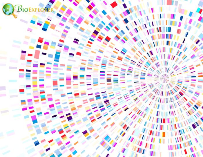 Artificial Genomic DNA Artificial Genomic DNA