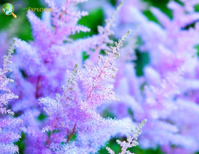 Astilbe chinensis var taquetti