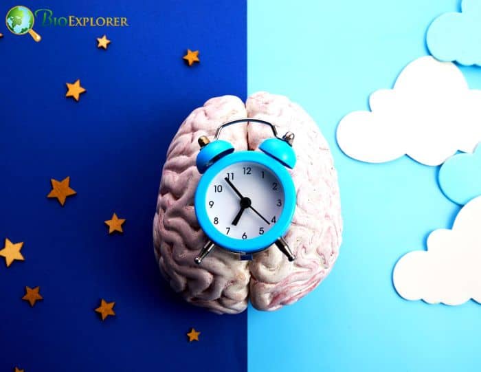 Biological Clocks Biological Clocks