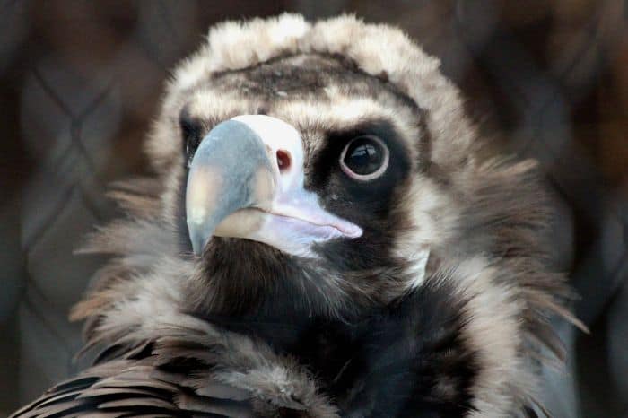 Black Vultures Are Faithful To Their Life Partner Black Vultures Are Faithful To Their Life Partner
