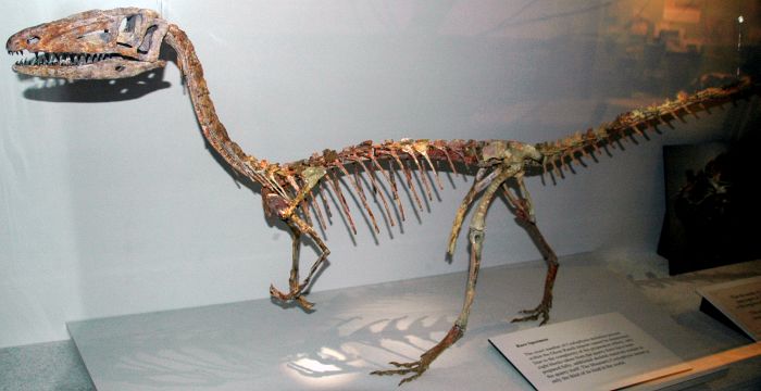 Coelophysis Fossils