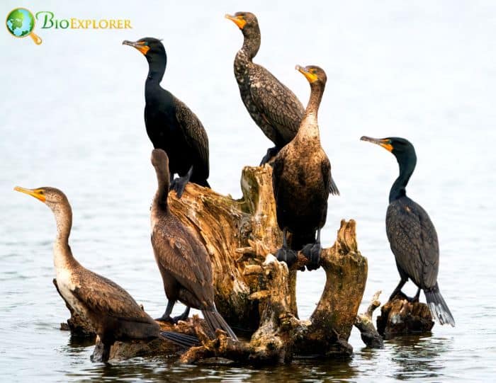 Double-crested Cormorants mistake stones for eggs Double-crested Cormorants mistake stones for eggs