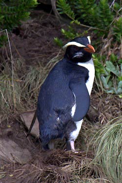 Fiordland Penguin Fiordland Penguin