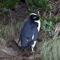 Fiordland Penguin Fiordland Penguin